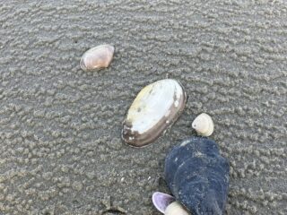 De jaarlijkse schelpentelling komt eraan!