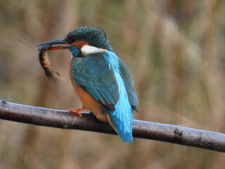 De magische felblauwe kleur van de ijsvogel: 'Een soort toverbal'