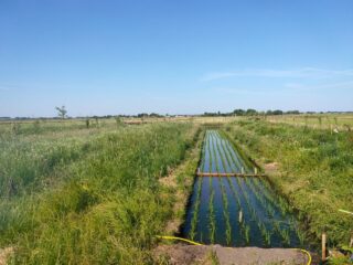 Is rijst uit de polder de landbouw van de toekomst?