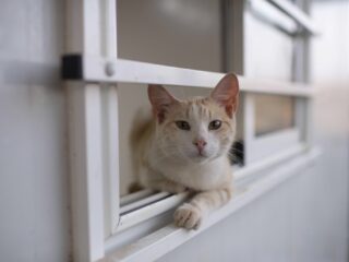 Moeten we onze katten meer binnenhouden?