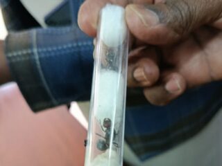 Van apen tot insecten: dierensmokkelaars verdienen miljarden aan de illegale handel in wilde dieren