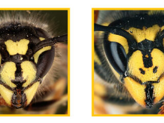 Mensen worden steeds 'wespvriendelijker' volgens Wespenstichting