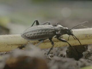 Aanscherping mestregels: wat betekent dat voor de biodiversiteit?