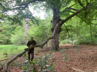 Het bos stikt van de moeders en 'de lindeboom is de oermoeder'