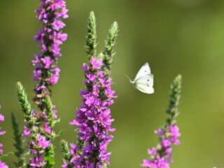 Van landbouwgrond naar natuurgebied? 'Rewilden is het Nederlandse antwoord voor de wereld'