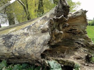 De lichaamstaal van bomen lezen