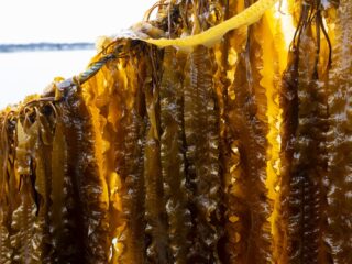 Hybride vleesproducten moeten Nederland verleiden tot minder vleesconsumptie