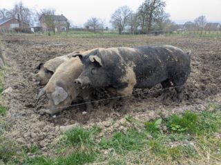 Waarom we geen honden eten