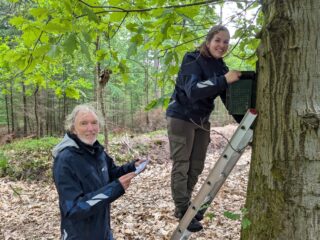 Veel sterfte onder jonge koolmezen