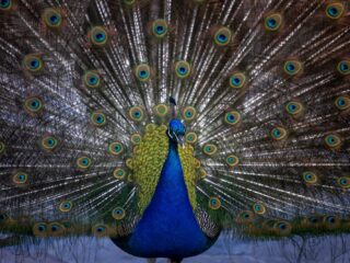Hoe komen vogels aan hun kleur? 'Blauw werkt goed bij de vrouwtjes'