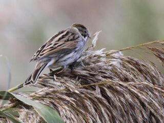 Vogelzangcursus van Vroege Vogels: herken de rietgors, veldleeuwerik en grote lijster