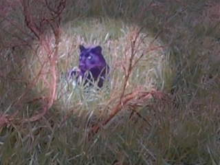 Het mysterie van de grote katten op Britse platteland