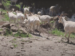 Italië importeert Kirgizische kaasmakers