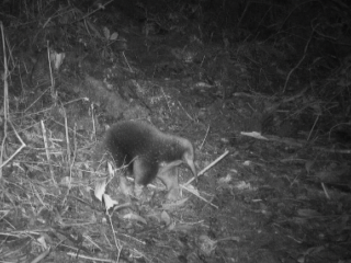 Zeldzame eierleggende vachtegel na 60 jaar herontdekt in Papoea