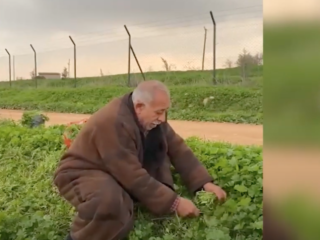 Turkse gepensioneerden eten gras