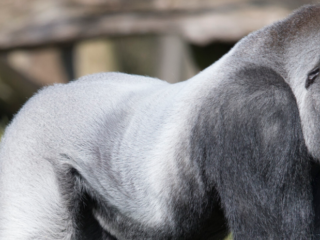 Gorilla Bokito ontsnapte 19 jaar geleden in Blijdorp, ooggetuige Arvid Hendriks stond oog in oog met hem