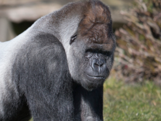 Gorilla Bokito ontsnapte 19 jaar geleden in Blijdorp, ooggetuige Arvid Hendriks stond oog in oog met hem