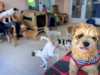 Steeds meer baasjes laten hun huisdier opzetten: 'Zo blijft Sky onderdeel van het gezin'