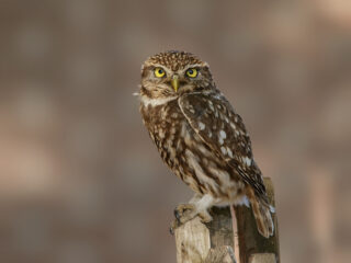 Dit is het jaar van de Steenuil