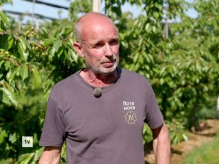 Hoe de suzuki-fruitvlieg de kersenteelt bedreigt