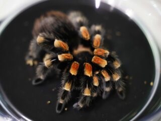 Angst voor spinnen of muizen? 'Op te lossen met een pilletje!'