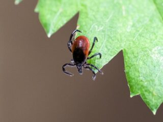 Zijn er nog vragen over teken?