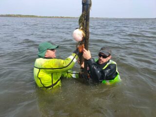 Gezenderde snoekbaarzen op Marker Wadden