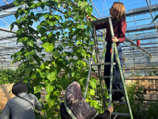 Geen aardappelen maar hete pepers in deze volkstuin in Amsterdam