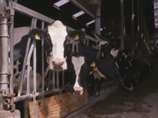 Podcast De Dag: hoe de stikstofcrisis nóg erger kon