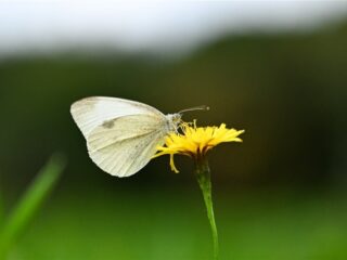 Stand.nl: 'De gehalveerde vlinderstand is een alarmerend signaal'