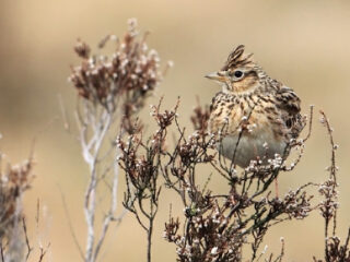 De geluiden van het Nationaal Vogelconcert 2023