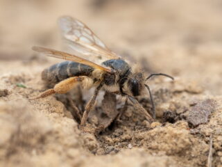 Uiterst zeldzame eikenzandbij na 25 jaar weer gevonden