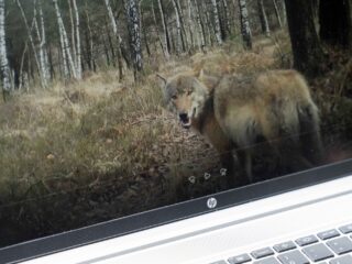 Afschieten probleemwolf nog geen uitgemaakte zaak: 'Niet zo simpel als het lijkt'