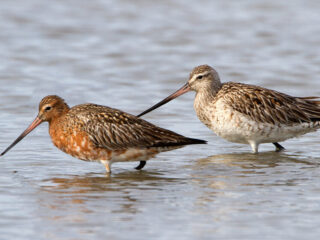 Dieren kunnen ongelofelijk goed navigeren: hoe zit dat?