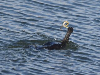 'Het verdwijnen van de paling is een schreeuw van de natuur om hulp'