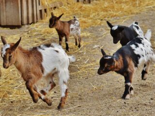 'Geiten zijn gevaarlijker dan wolven'