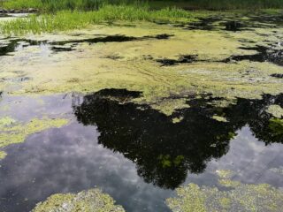 Voor de zwemmers: hierdoor kom je na je plons groen het water uit