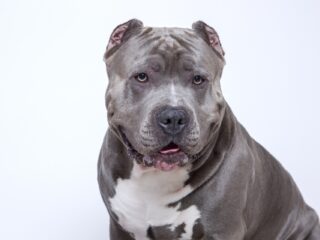 Britten willen verbod op hondenras Bully XL: 'Ook in Nederland veel bijtincidenten'