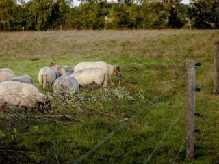 Boeren in onzekerheid door onduidelijke terugvorderingen van landbouwsubsidies