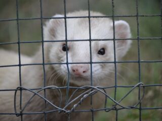 Modemerk Max Mara ligt onder vuur in grootste anti-bontcampagne ooit