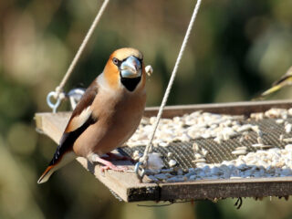 Gif, ziektes & pesticiden: Zo voer je verantwoord vogels