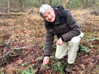 Ecoloog redt bos van stikstofondergang door middel van kalk
