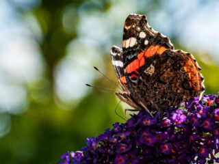 Dieren tellen in de achtertuin: 'Hoe meer je kijkt, hoe meer je ziet'