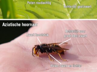 Hetze tegen Aziatische hoornaar is schadelijk
