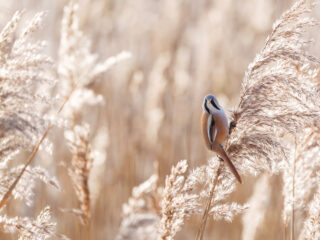 'Natuur hoef je niet te begrijpen om ervan te genieten'