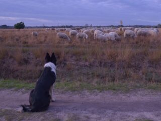 Wanneer kun je jezelf een échte dierenvriend noemen?