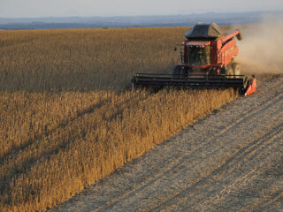 Duurzame soja? Vergeet het maar: 'sjoemelsoja'