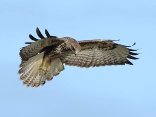 De natuur is meedogenloos, en de mens ook