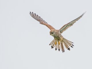 Torenvalken tellen? Dat doe je vanuit een rijdende auto