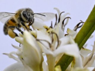 Zijn bijen bestand tegen bestrijdingsmiddelen?